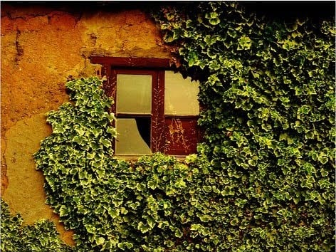 Enredadera cubriendo una celosía en un jardín