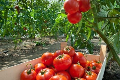 Hortalizas del huerto recién cortadas