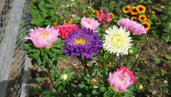 Reina margarita, Callistephus chinensis, en varios colores