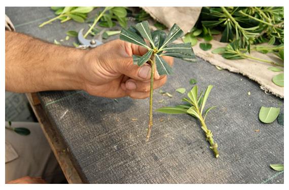 Multiplicar plantas por hojas: especies y método paso a paso