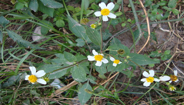 Planta de romerillo en flor entre la hierba