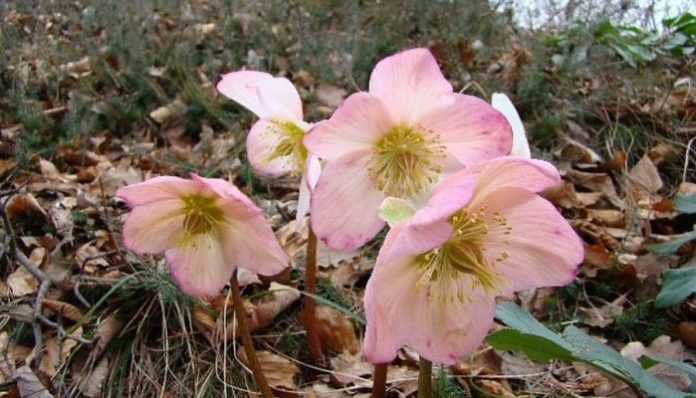 Matas de eléboro en flor sobre hojarasca en un jardín en invierno