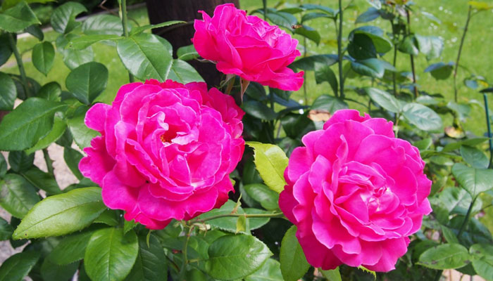 Rosal moderno con flores rosas dobles y follaje brillante