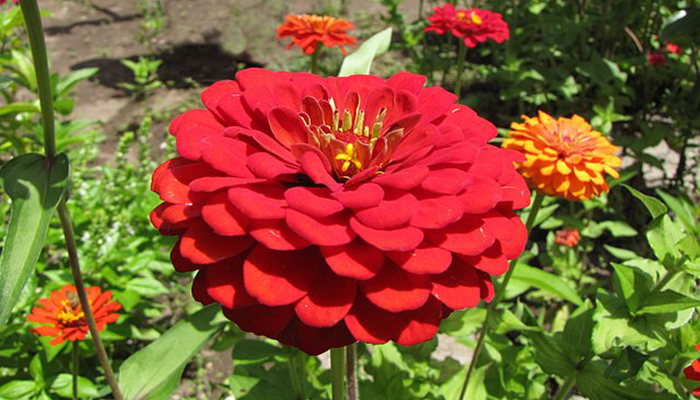 Zinnia roja de flor doble en un macizo de verano