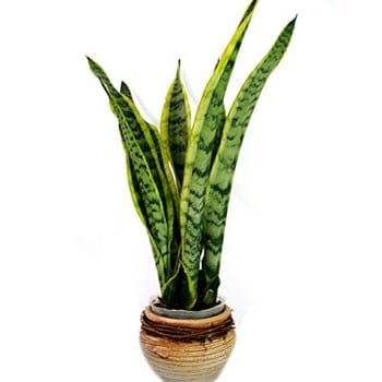 Sansevieria en agua: hidrocultivo, arlita y esquejes