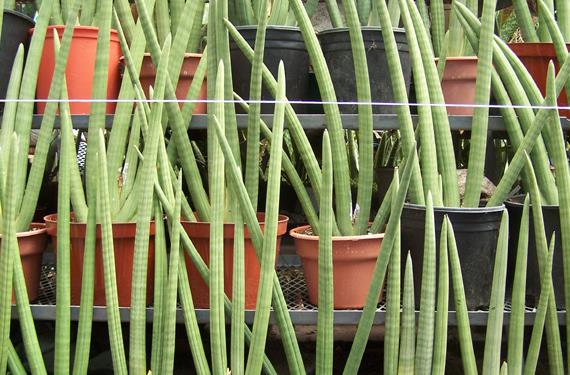 Mata de sansevieria con hojas erguidas de borde amarillo