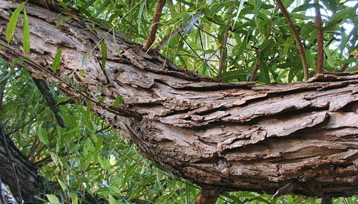 Tabla de madera clara de sauce con la veta marcada
