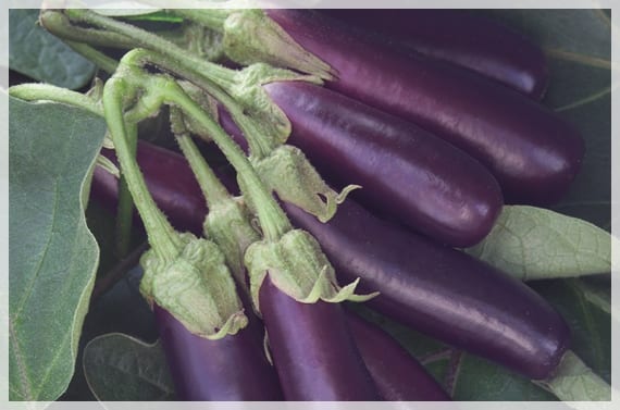Semillas para cultivar en marzo: la temperatura del suelo