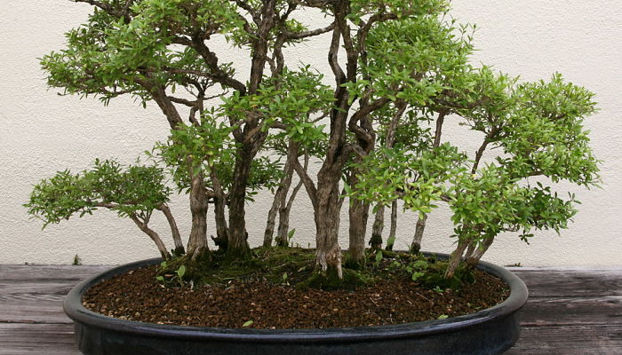 Bonsái de serisa plantado en bosque sobre bandeja