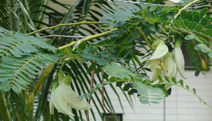 Flores blancas colgantes de Sesbania grandiflora entre hojas pinnadas