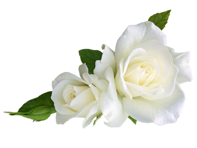 Rosa blanca abierta