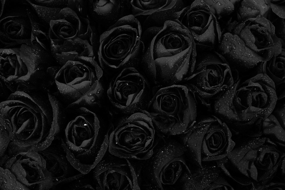 Rosa de color rojo muy oscuro, casi negro