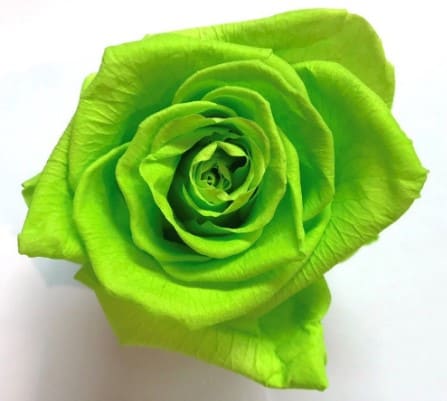Rosa de tonos verdes
