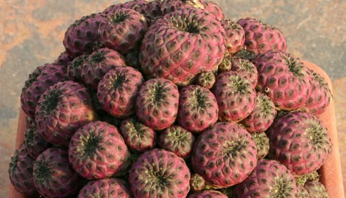 Mata de Sulcorebutia rauschii formada por muchas cabezas violáceas en una maceta