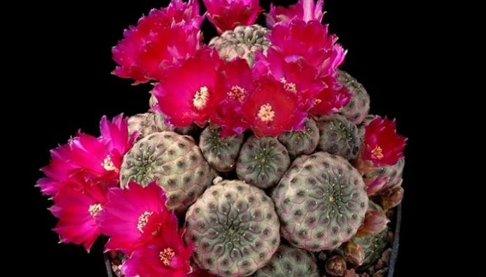 Sulcorebutia rauschii en flor, con flores magenta rodeando las cabezas