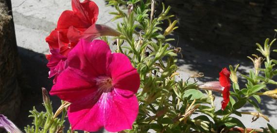 Flor de petunia rosa abierta