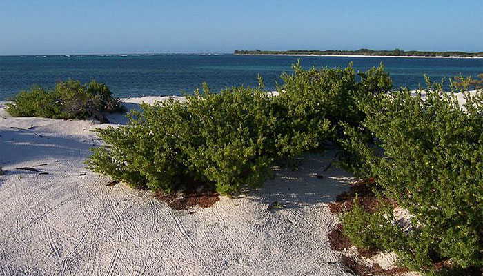 Matas de Suriana maritima creciendo sobre arena blanca en primera línea de costa