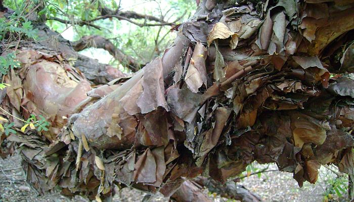 Tronco de Polylepis australis cubierto de láminas de corteza exfoliada
