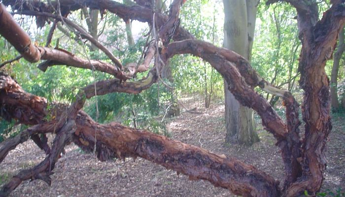 Ramas retorcidas y tumbadas de un ejemplar viejo de Polylepis australis