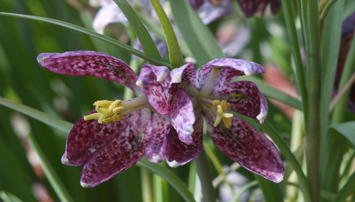 Flor de Fritillaria meleagris con el dibujo a cuadros