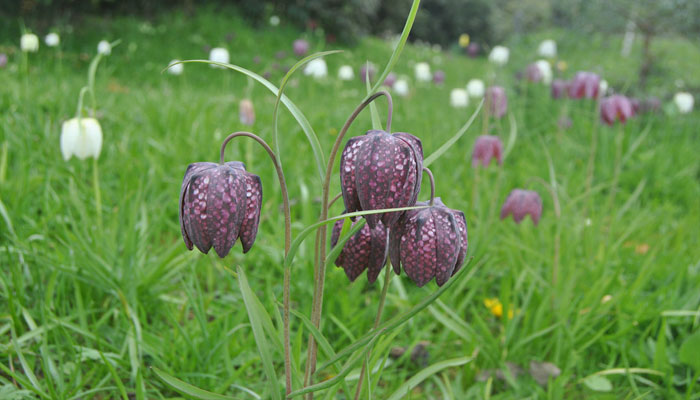 Colonia de Fritillaria meleagris naturalizada en un prado