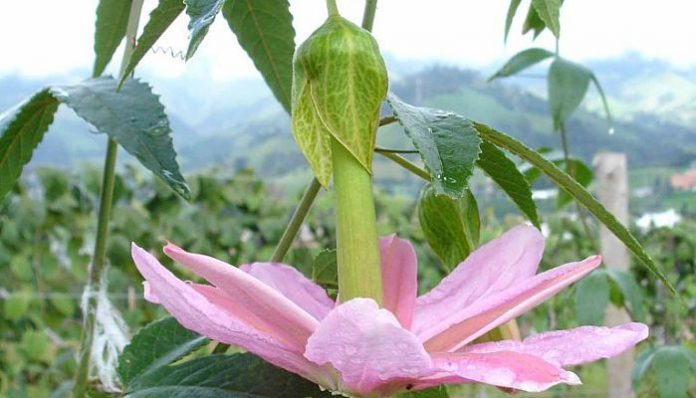 Flor rosada de Passiflora tarminiana colgando con su largo tubo floral