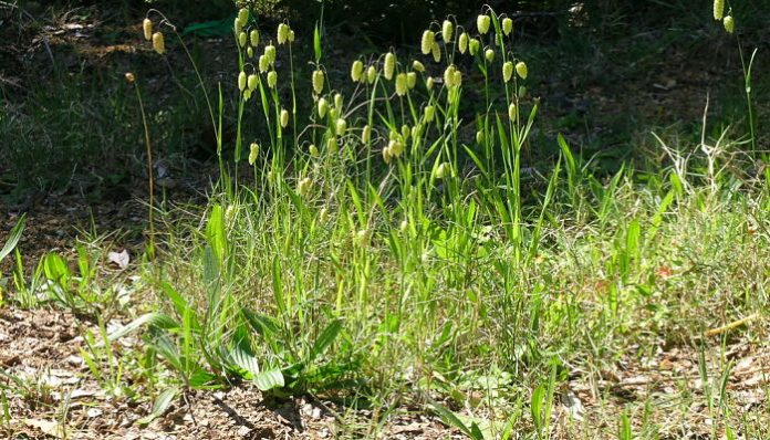 Mata de Briza maxima con espiguillas grandes colgantes en un talud