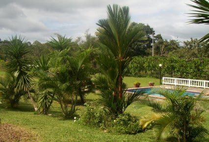 Palmeras de verdad y falsas palmeras