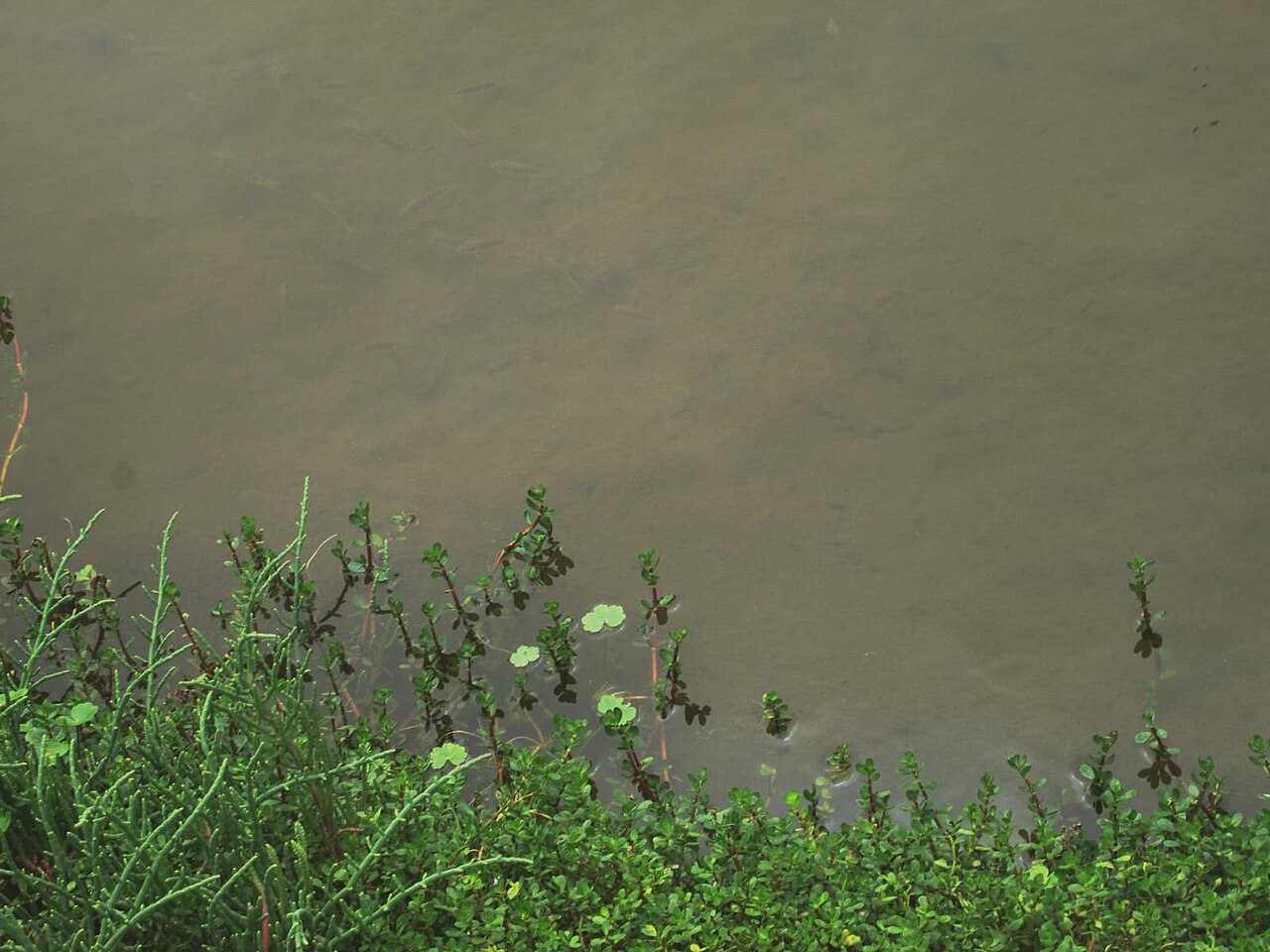 Superficie de un estanque con plantas acuáticas flotantes