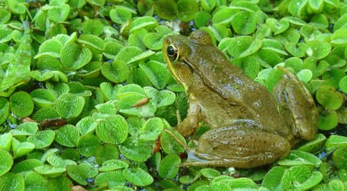 Salvinia natans, helecho acuático flotante