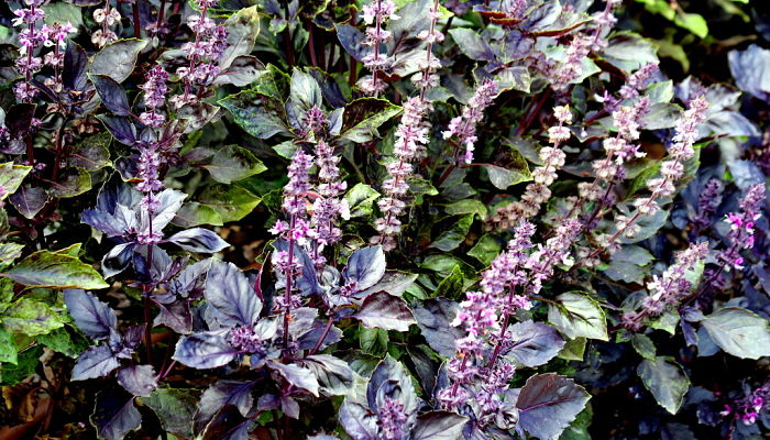 Albahaca morada en flor con espigas rosadas