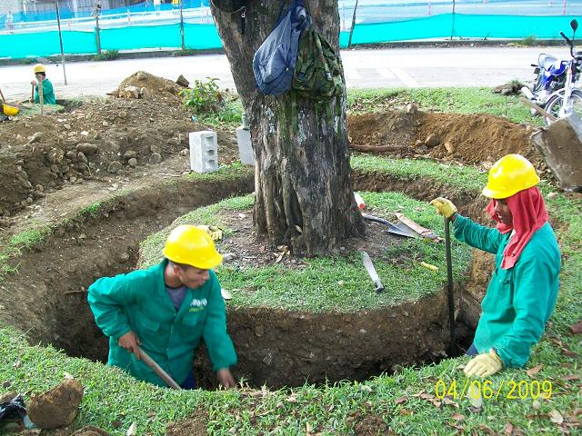 Trasplantar árboles adultos: máquina, palmeras y papeles