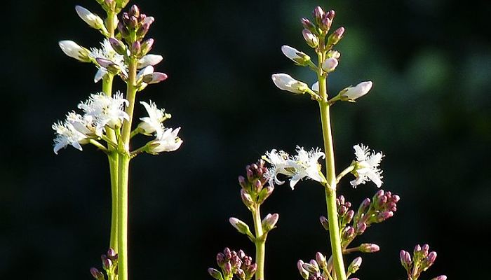 Racimo de flores de Menyanthes trifoliata con capullos rosados y flores blancas abiertas