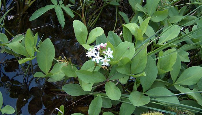 Hojas trifoliadas de Menyanthes trifoliata emergiendo del agua junto a una inflorescencia