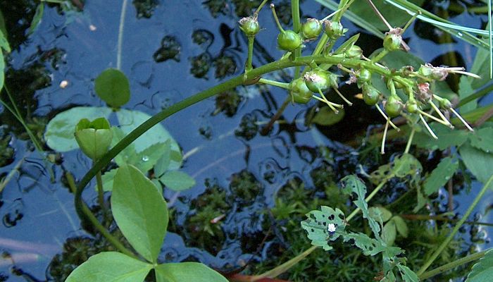 Cápsulas verdes de Menyanthes trifoliata sobre el agua, con una hoja trifoliada al lado