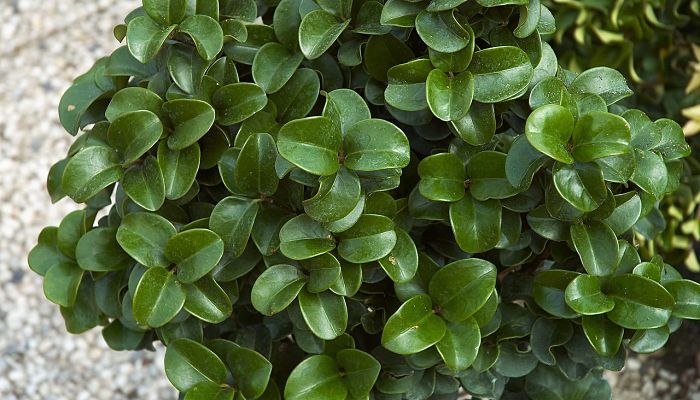 Hojas redondeadas, gruesas y muy brillantes de un aligustre japonés de la variedad de hoja redonda