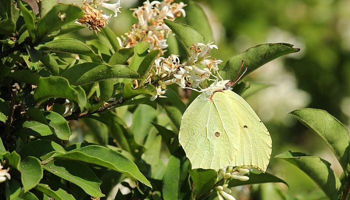 Mariposa amarilla posada sobre las flores blancas de un aligustre