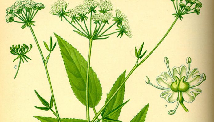 Lámina botánica de Sium sisarum con hojas pinnadas y umbelas de flores blancas