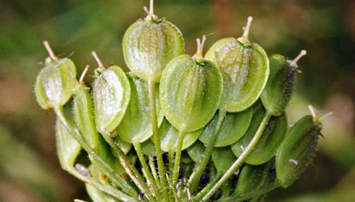 Frutos verdes aplanados y redondeados de Heracleum sphondylium