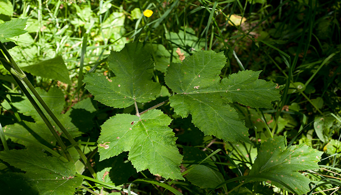 Hoja basal grande y dentada de Heracleum sphondylium en un prado