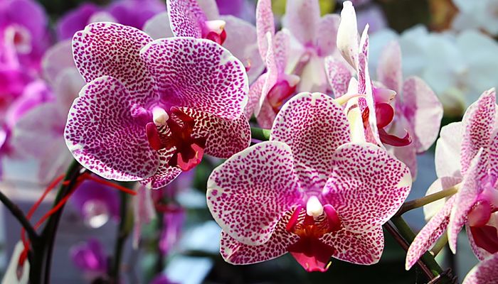 Flores rosas moteadas de una orquídea Phalaenopsis