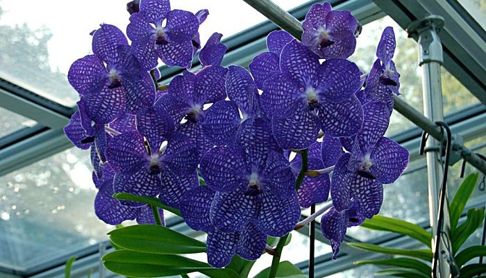 Vanda de flores azules teseladas colgada en un invernadero