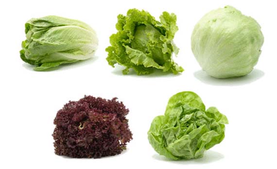Lechugas de varios tipos cultivadas en recipiente