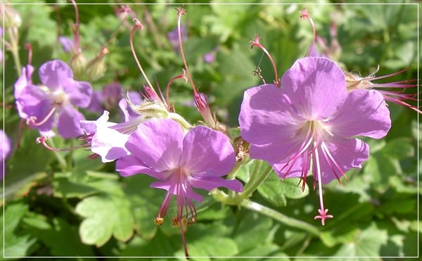 Geranium × cantabrigiense en flor