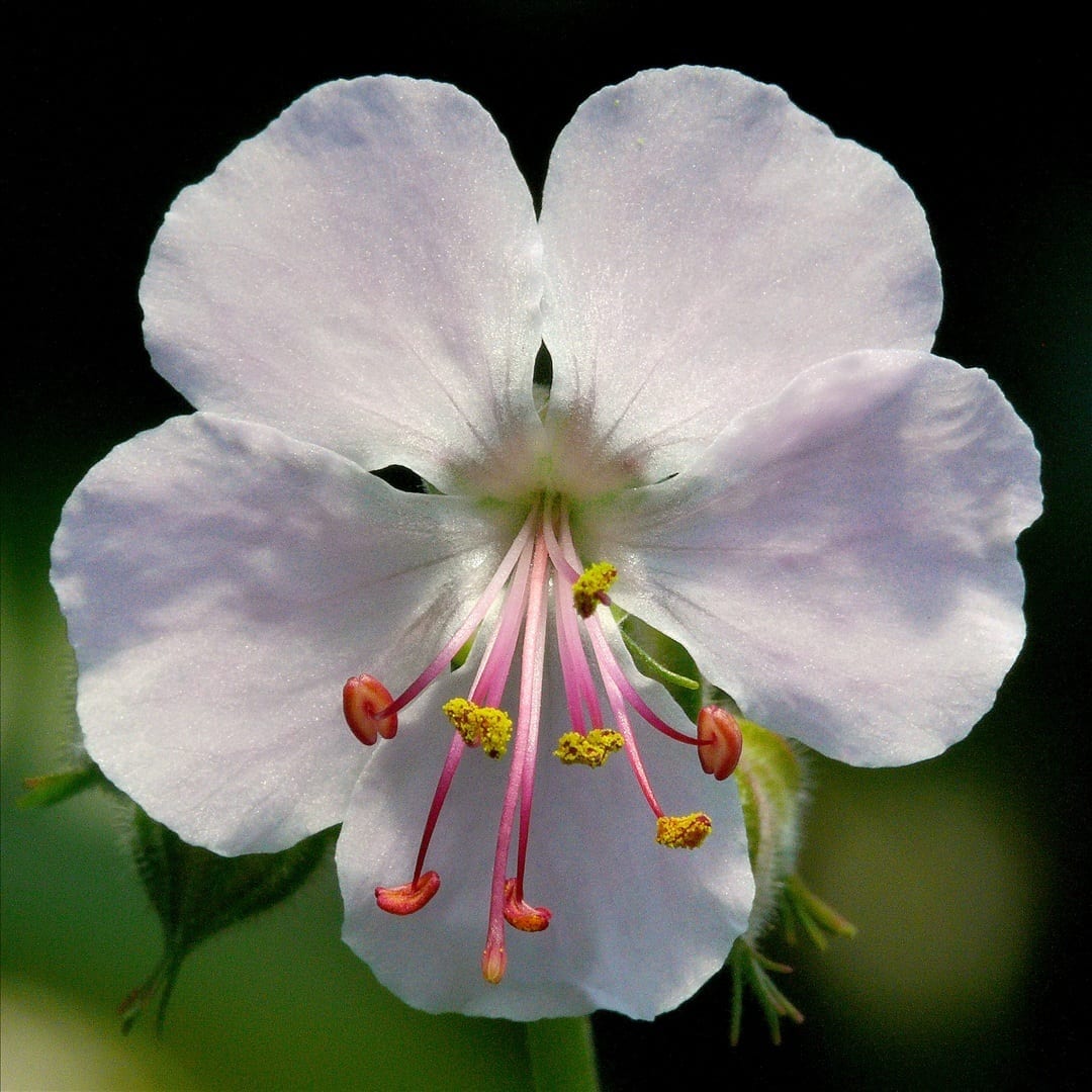Geranium silvestres de España y su fruto catapulta
