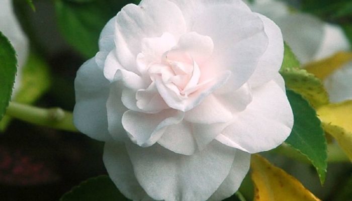 Flor doble blanca de Impatiens balsamina con aspecto de camelia en miniatura