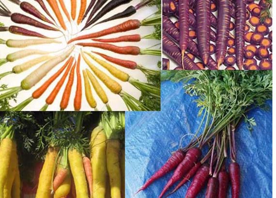 Zanahorias de varios colores recién arrancadas