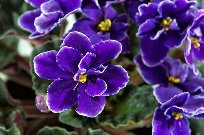 Violetas: cuál es la de verdad, olor, siembra y pensamientos