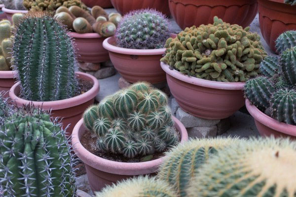 COMO TRANSPLANTAR UN CACTUS