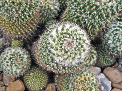 CULTIVO DEL CACTUS ACERICO